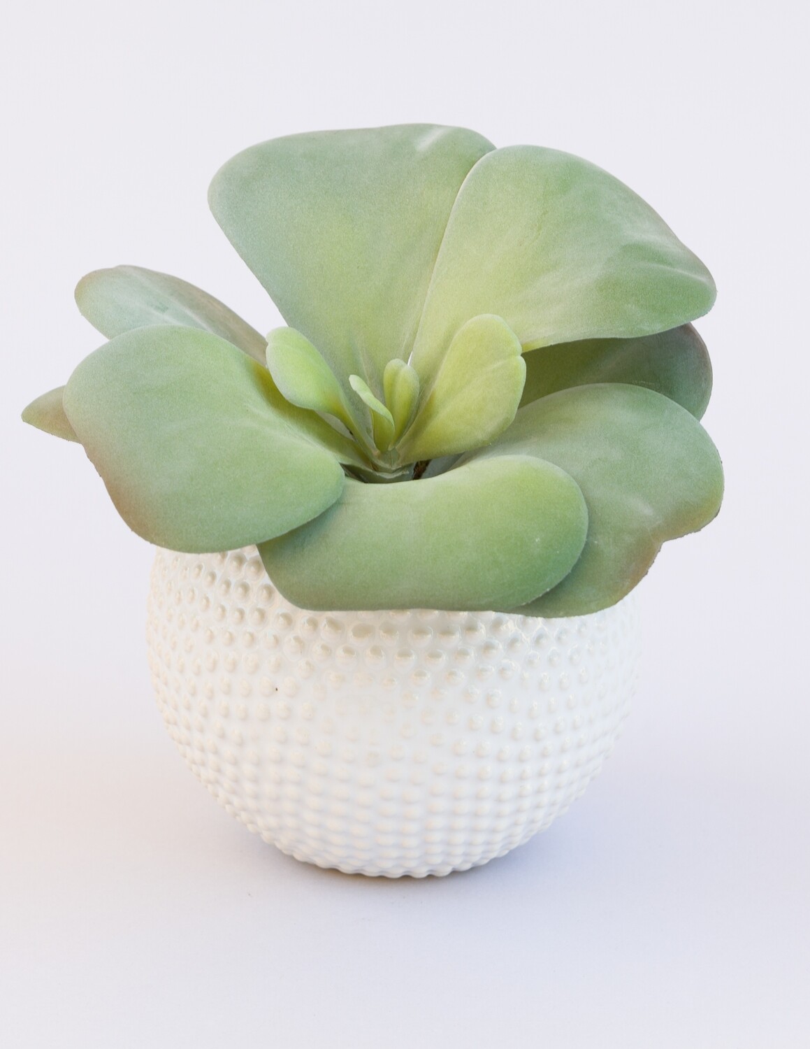Dusty kalanchoe succulent in a small white urchin ceramic