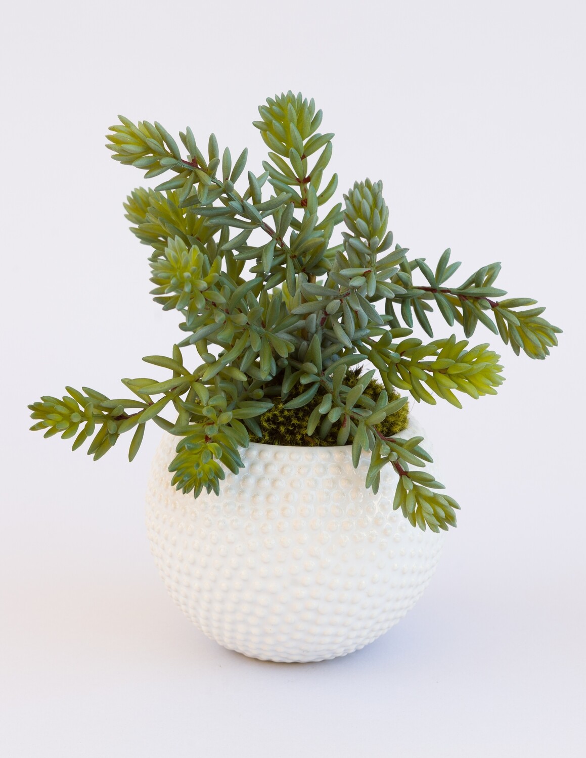 Dusty spiky sedum succulents in a small white urchin ceramic