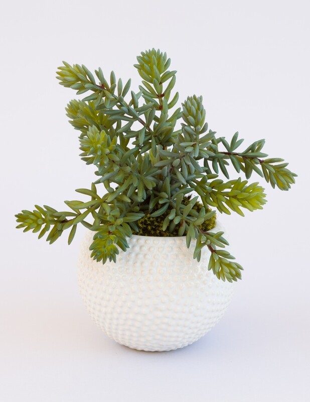 Dusty spiky sedum succulents in a small white urchin ceramic
