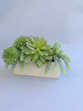 Dusty agaves, echeverias and sedum in a rectangular ceramic