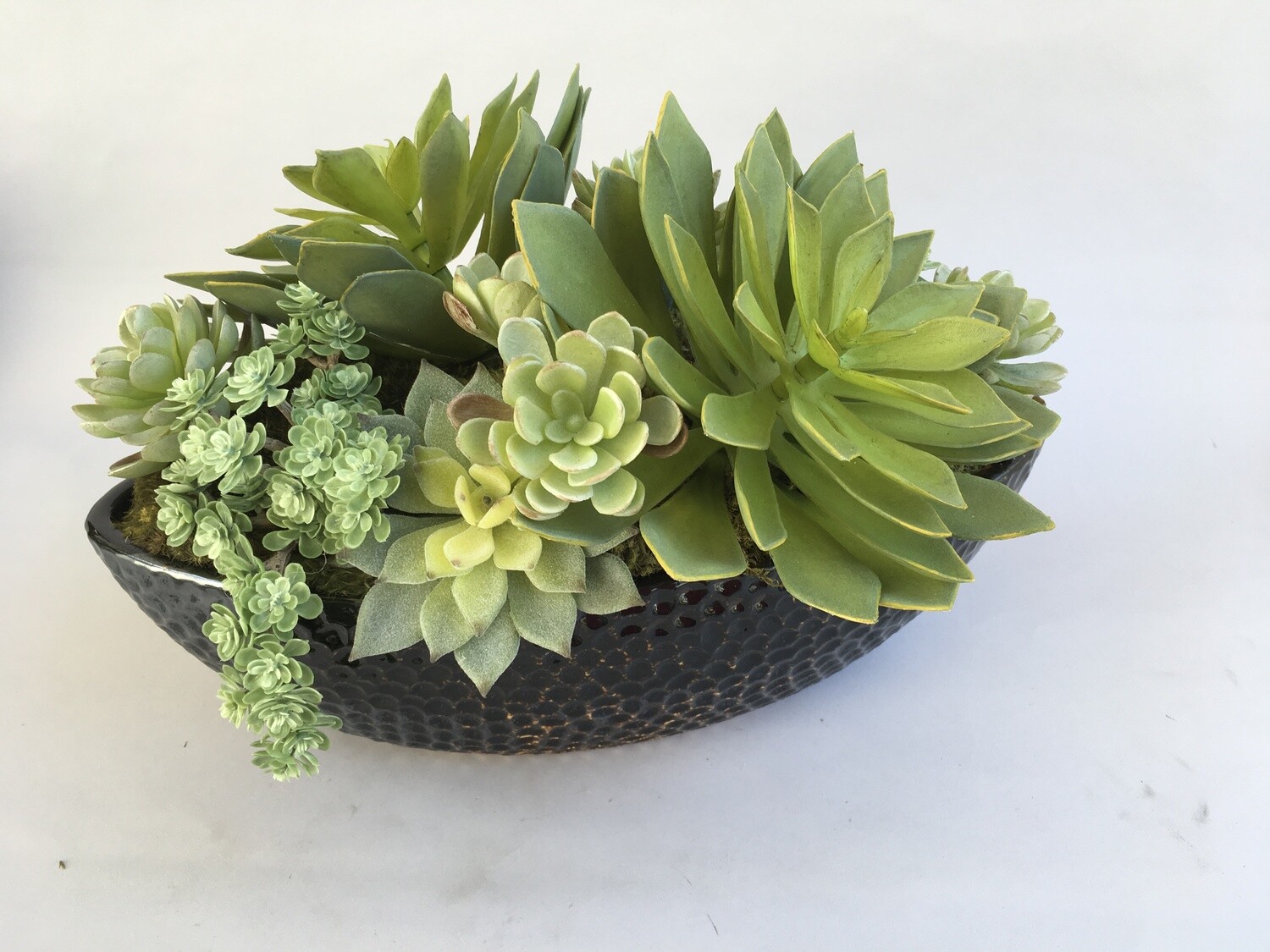 Large star and flocked echeverias, agave ans sedum succulent in a lg oval brown ceramic
