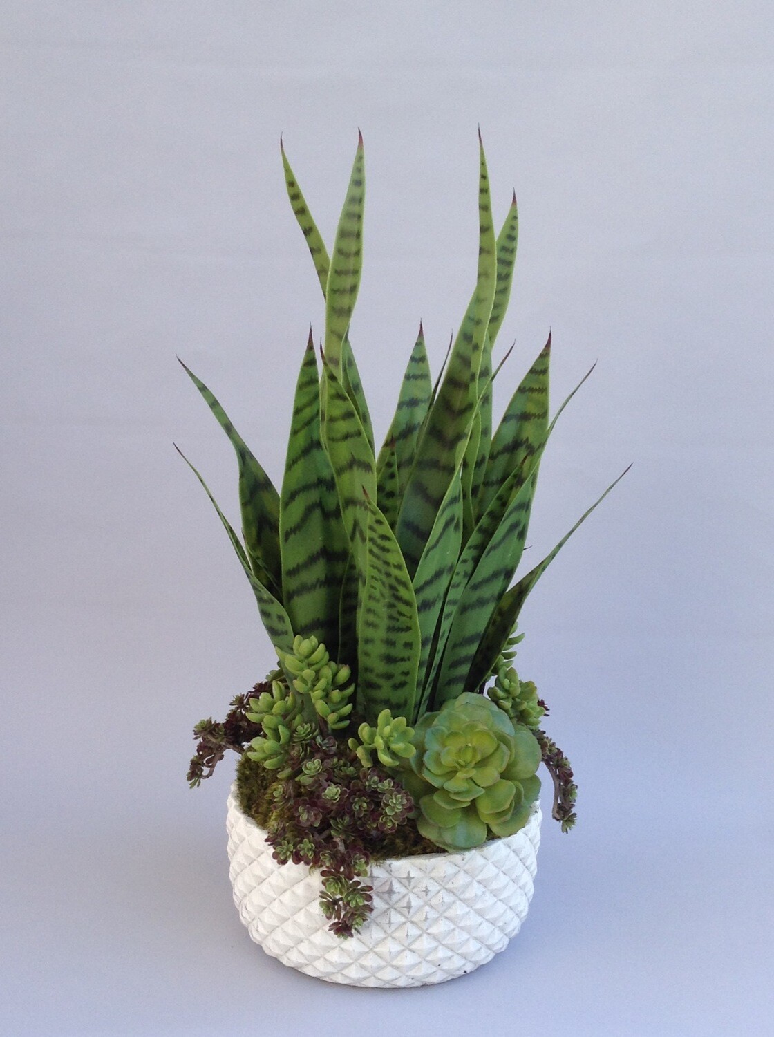 Mother in law tongue and mixed succulents in a concrete pot diamond pattered pot