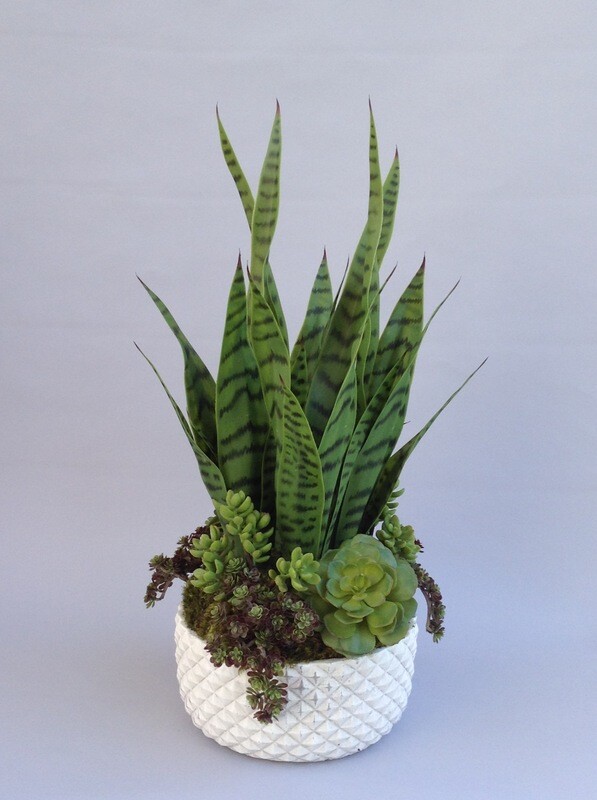 Mother in law tongue and mixed succulents in a concrete pot diamond pattered pot