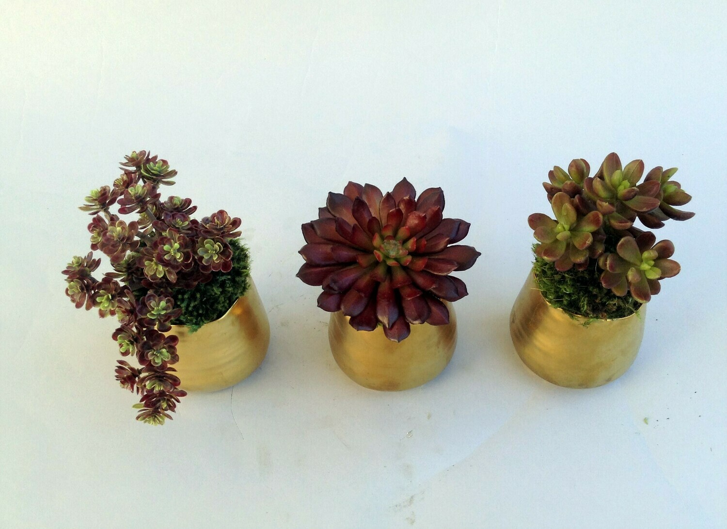 Set of three gold matte ceramic pots with assorted succulents