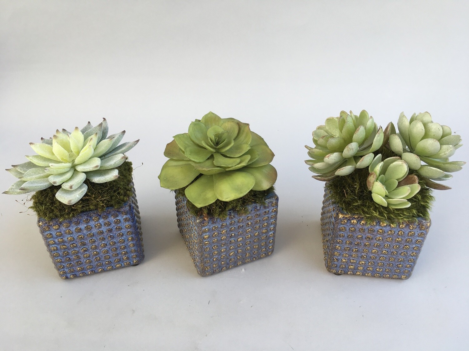 Set of three succulents in mini jewel blue pots dot ceramics