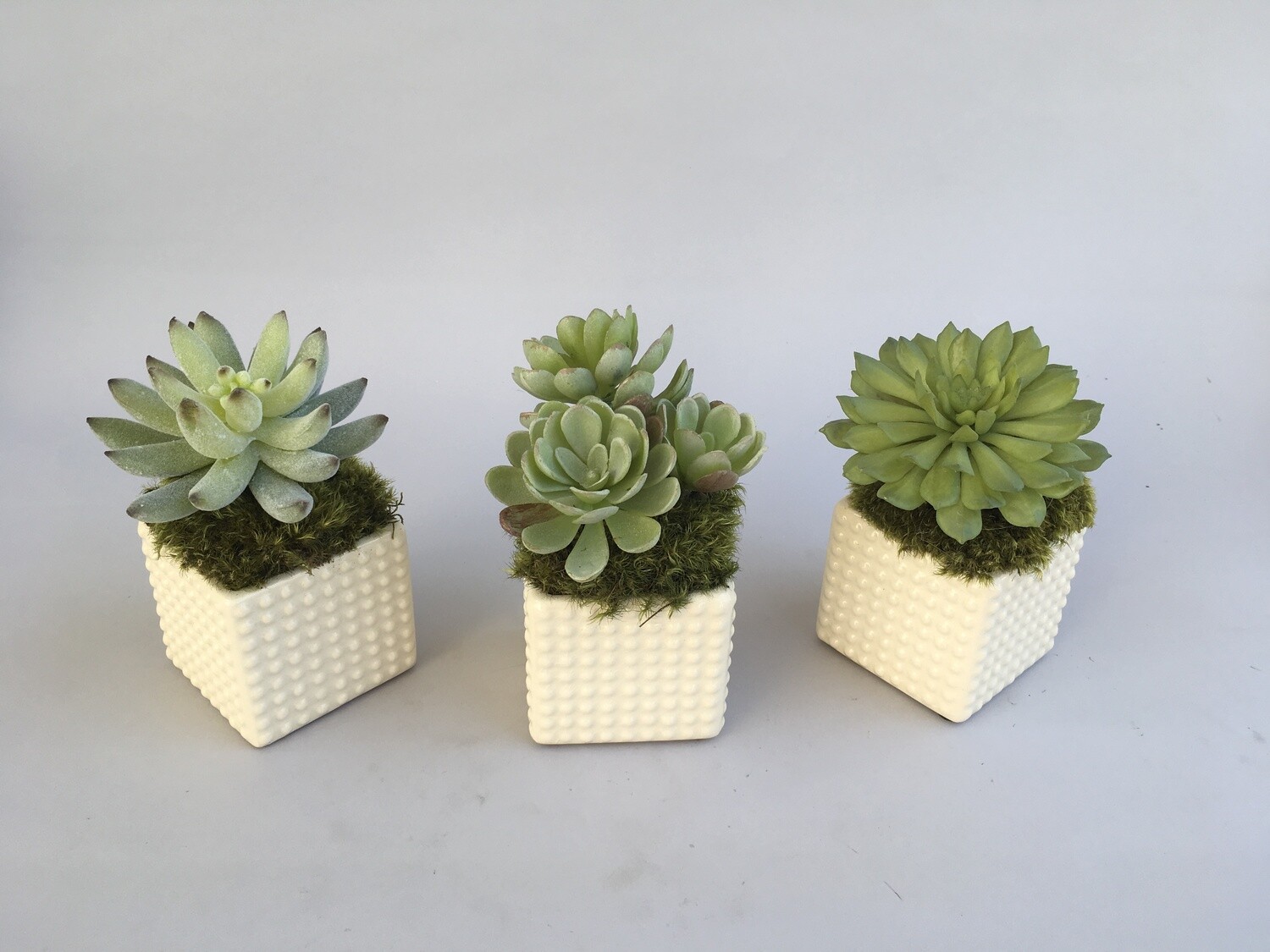 Set of three succulents in mini white dot ceramics
