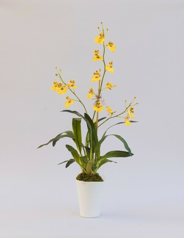 Garden oncidiums orchids in a tall white rippled ceramic vase