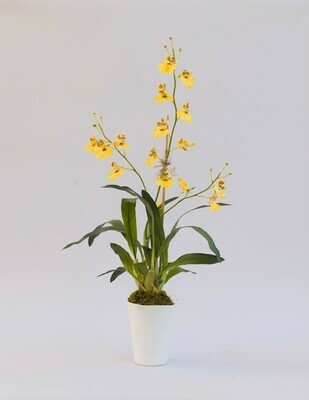 Garden oncidiums orchids in a tall white rippled ceramic vase Garden oncidiums orchids in a tall white rippled ceramic vase