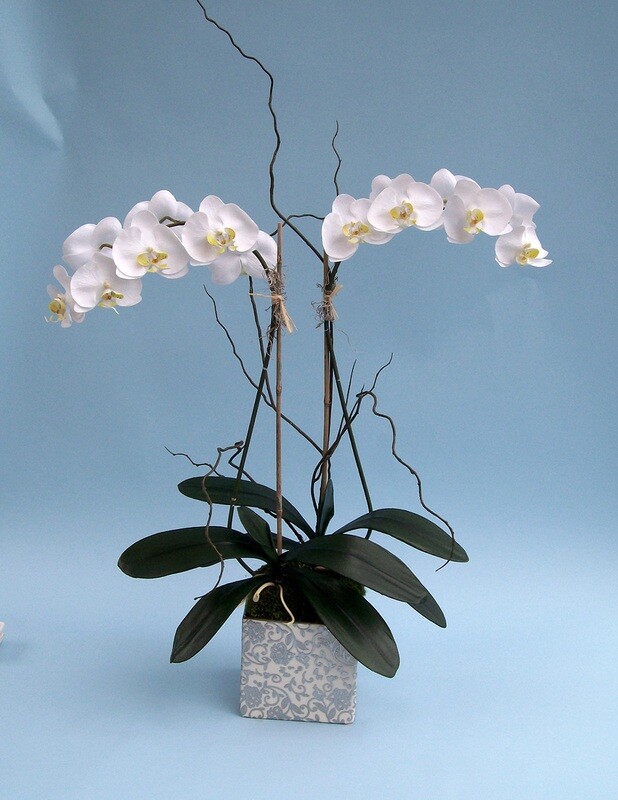 Double Phalaenopsis orchid in a silver and cream ceramic vase