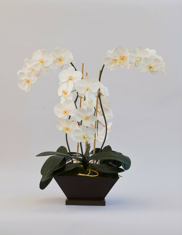 Elegant phalaenopsis orchids in a large square zinc container