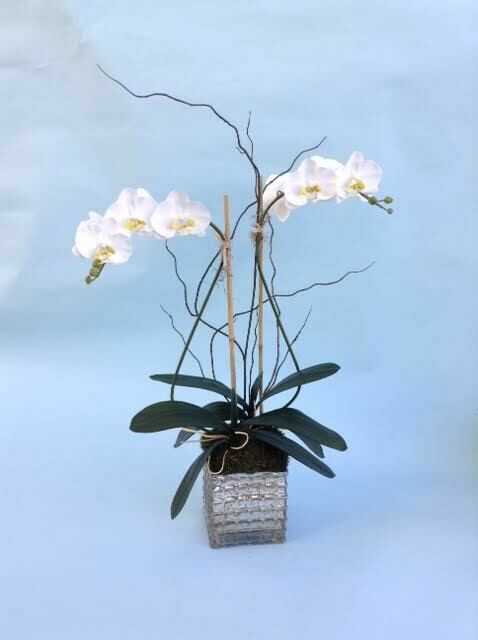 Double Phalaenopsis orchid in a waffled silver mercury vase