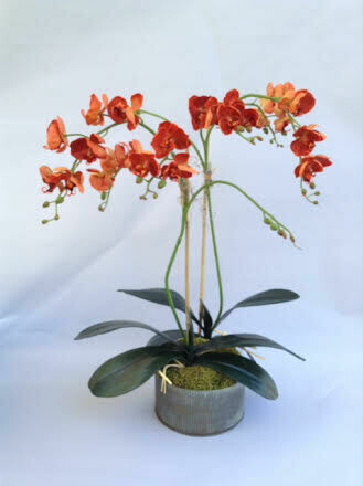 Double multi branch phalaenopsis orchid in a tin container