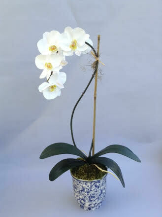 Elegant phalaenopsis orchids in a round blue and white ceramic