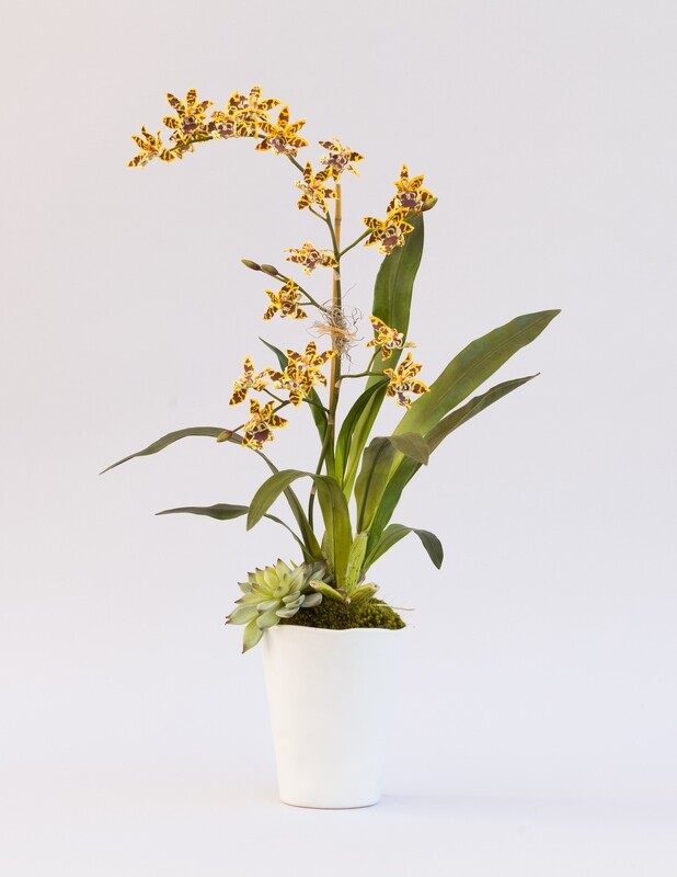 Jungle oncidium orchid with an agave in a tall white rippled ceramic