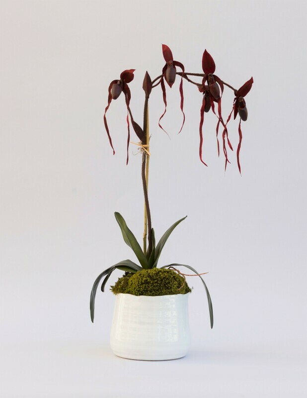 Lantern lady slipper orchid in a large white artist ceramic