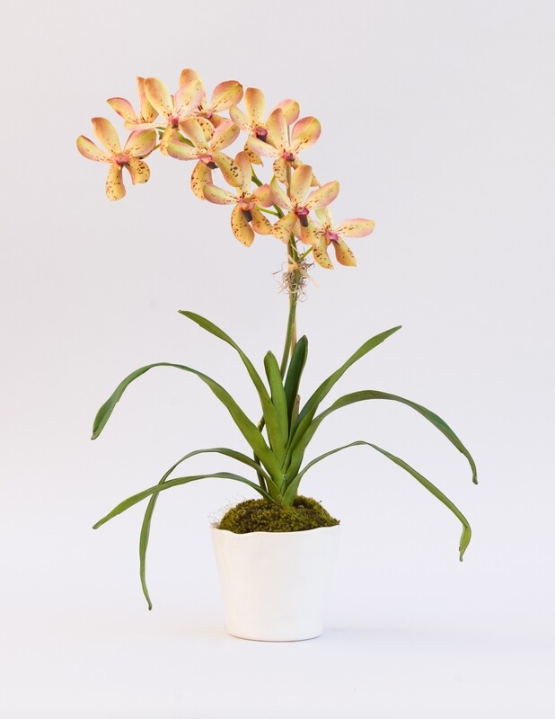 Leopard vanda orchid in a small white rippled edged ceramic