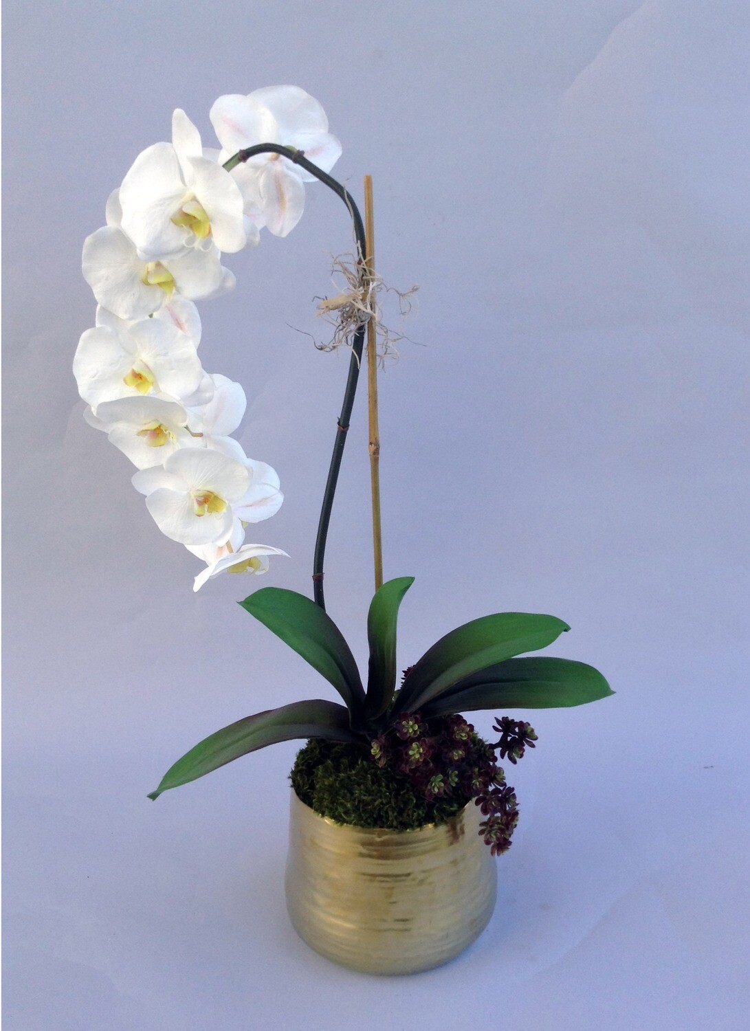 Elegant phalaenopsis with succulents in a gold artist pot