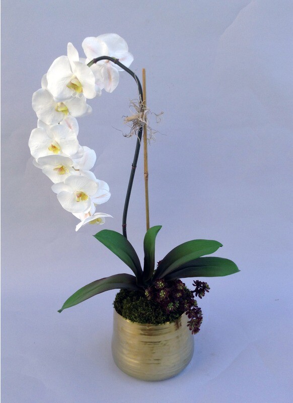 Elegant phalaenopsis with succulents in a gold artist pot