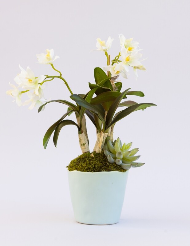 Mini cattleya orchid with an agave succulent in a small blue ripple pot