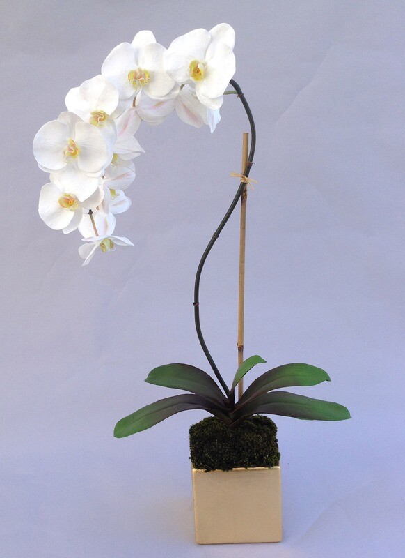 Elegant phalaenopsis in a square gold "leaf" ceramic pot