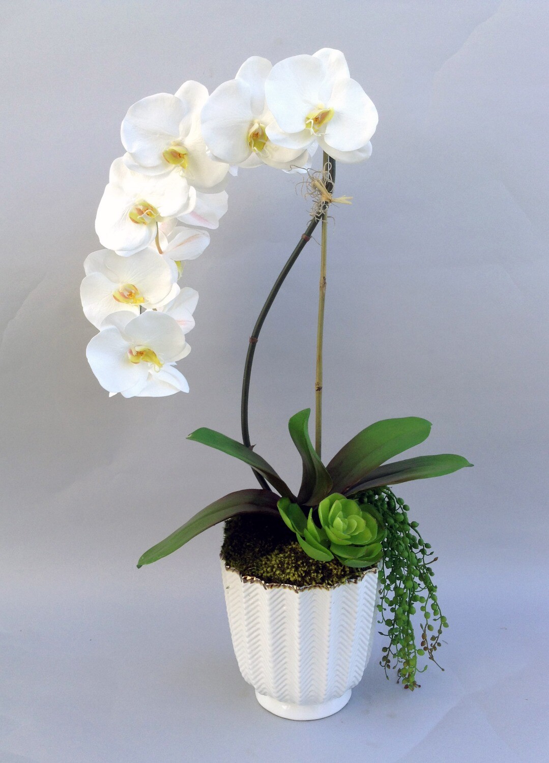 Elegant phalaenopsis orchid with succulents in a herringbone white ceramic bowl