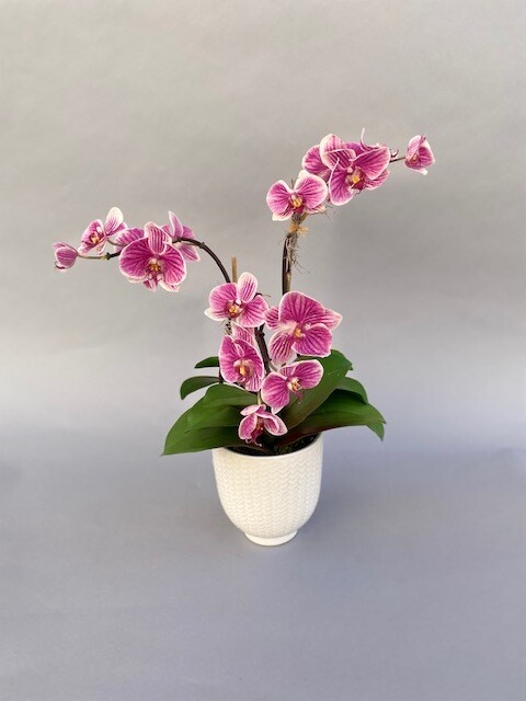 Triple variegated phalaenopsis orchid in a white patterned ceramic