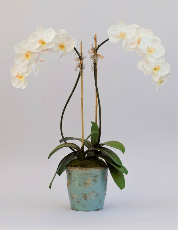 Double phalaenopsis orchid in a blue splatter ceramic