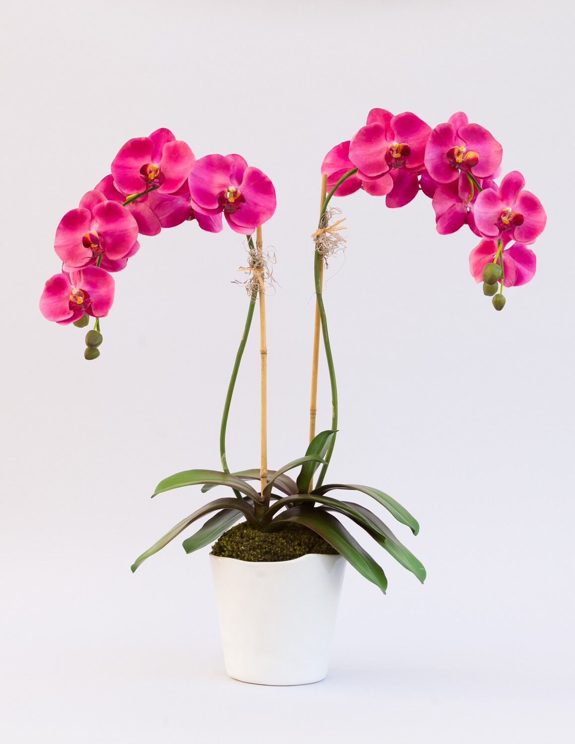 Double greenhouse orchid in a white ripple edge ceramic