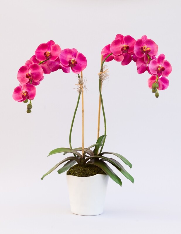 Double greenhouse orchid in a white ripple edge ceramic