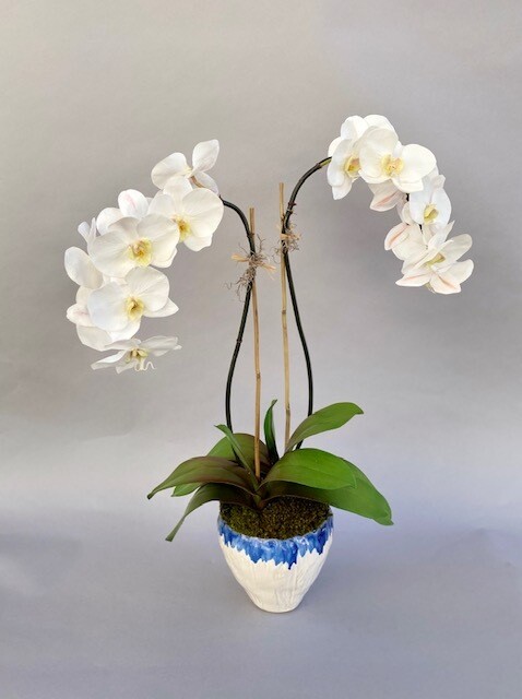 Double elegant phalaenopsis orchid in a white and blue ceramic