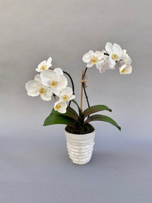 Double mini phalaenopsis orchid in a small ribbon ceramic pot
