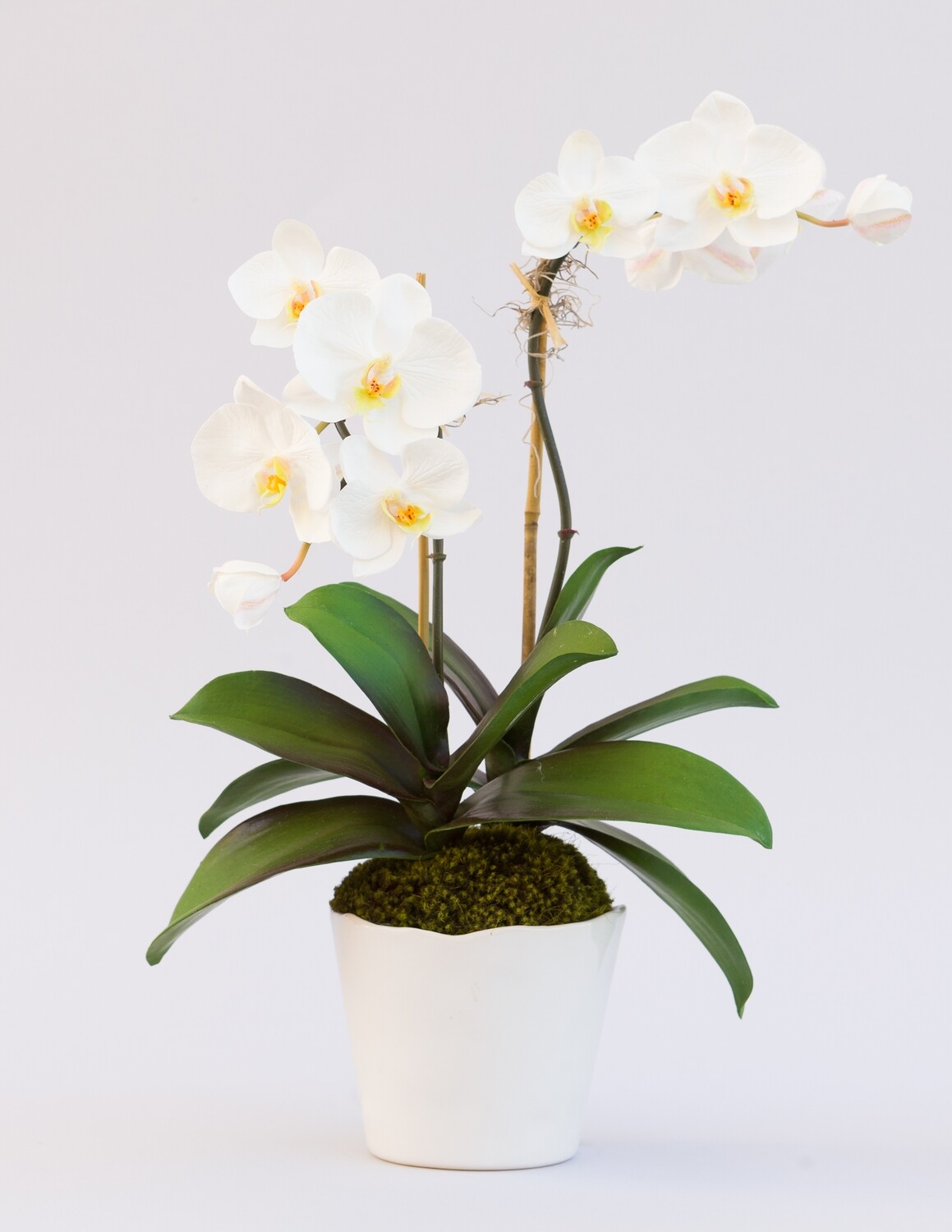 Mini white phalaenopsis orchids in a small white rippled edge ceramic
