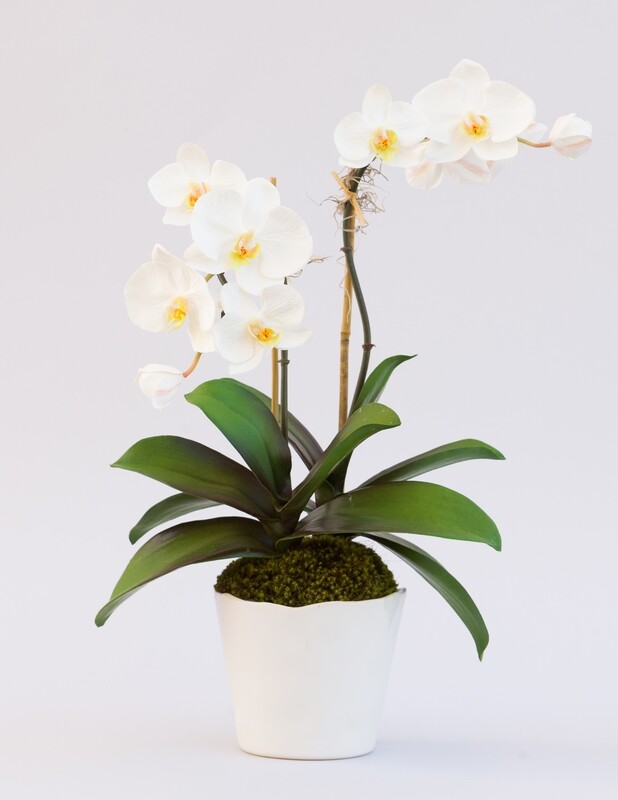 Mini white phalaenopsis orchids in a small white rippled edge ceramic