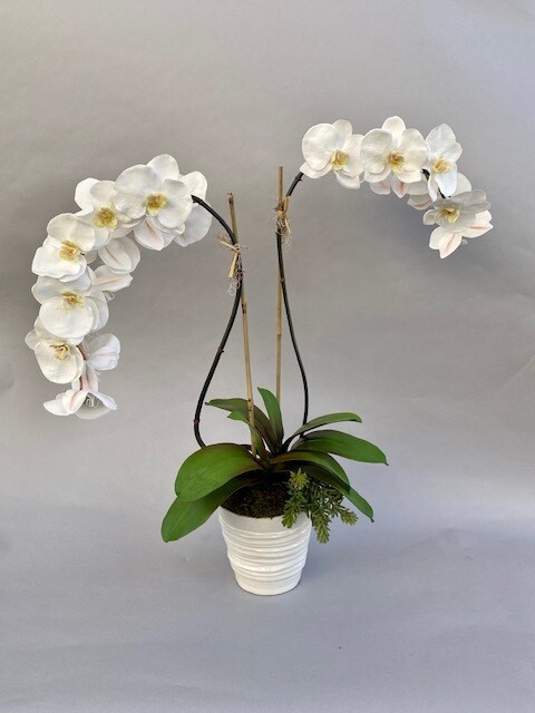 Mixed elegant phalaenopsis orchids with succulents in a large ringed ceramic