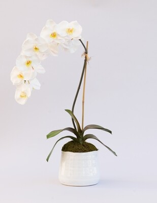 Large elegant phalaenopsis orchid in a white artist ceramic