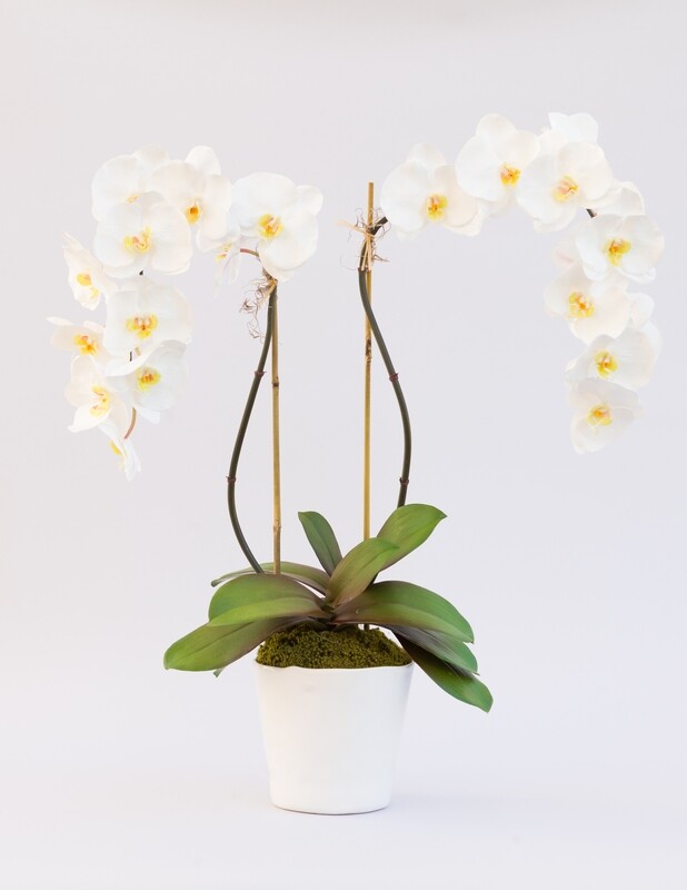 Double elegant phalaenopsis orchid in a large white rippled edge ceramic