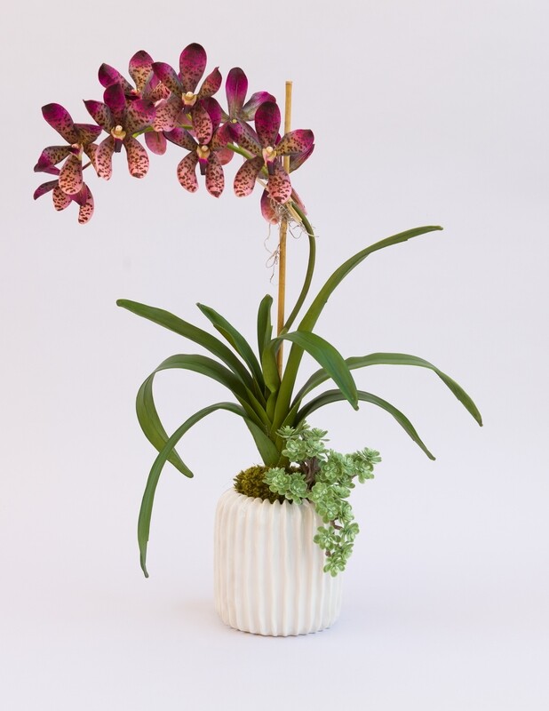 Purple leopard vanda orchid with succulents in a white ribbed ceramic