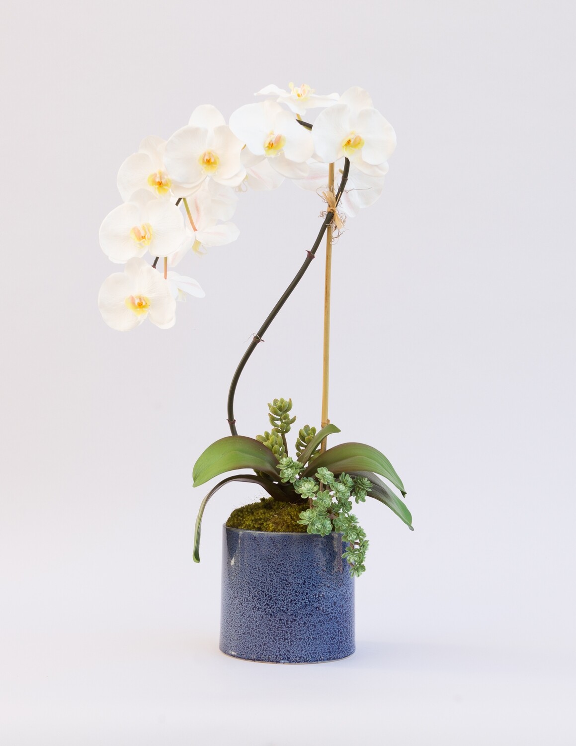 Large elegant phalaenopsis orchid with succulents in a blue denim ceramic
