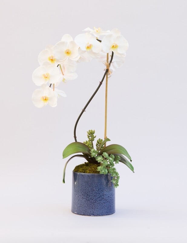 Large elegant phalaenopsis orchid with succulents in a blue denim ceramic