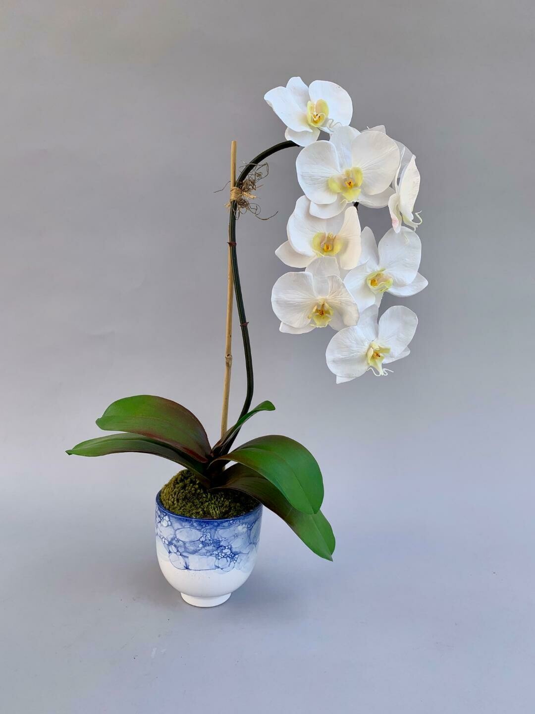 Elegant phalanopsis in a blue and white watercolor ceramic