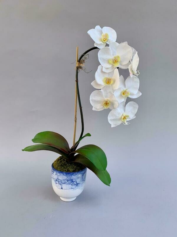 Elegant phalanopsis in a blue and white watercolor ceramic