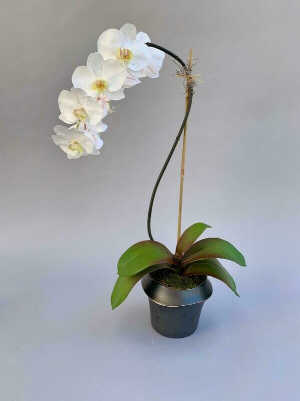 Elegant phalaenopsis orchid in a tall charcoal rimmed ceramic