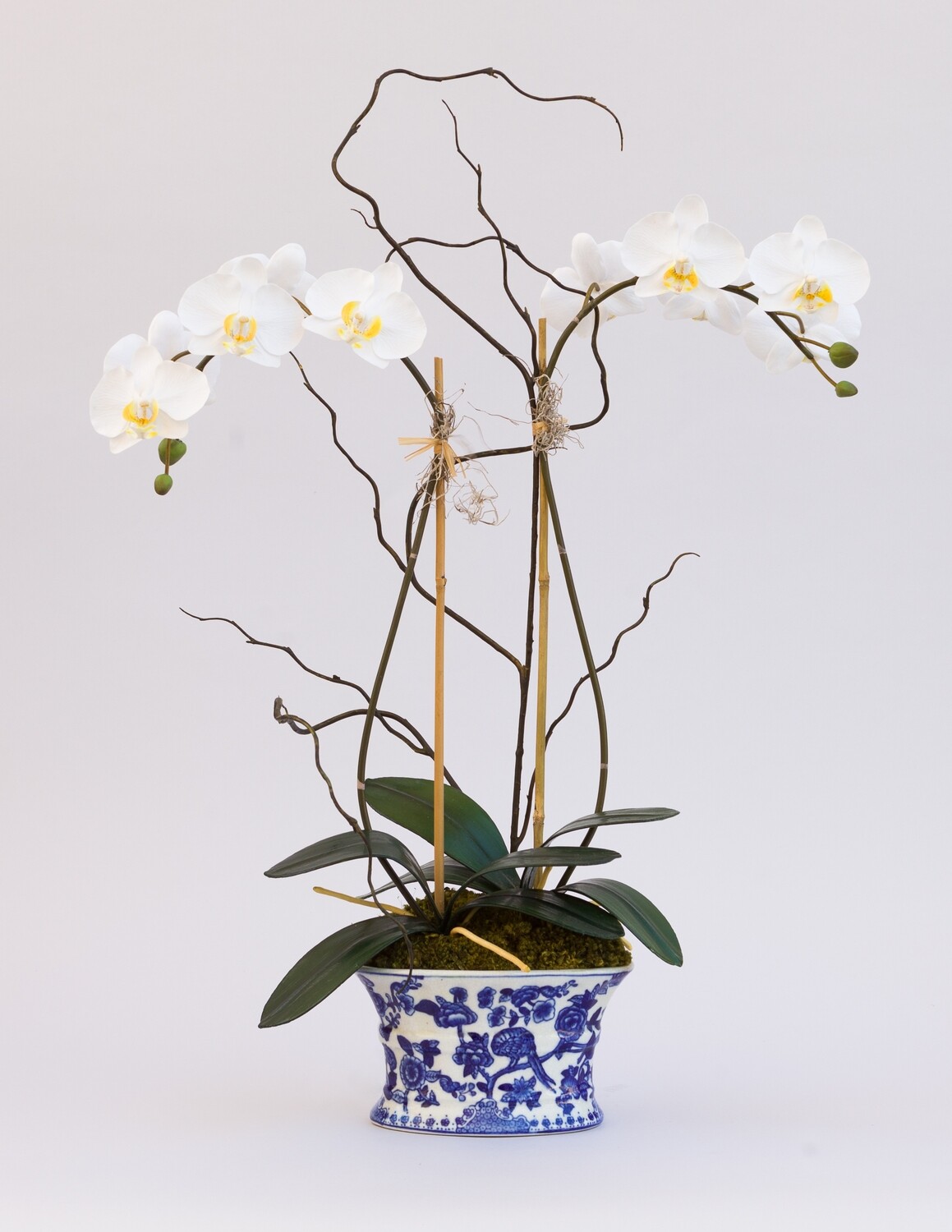 Double Medium Phalaenopsis in a Blue and White Oval Vase