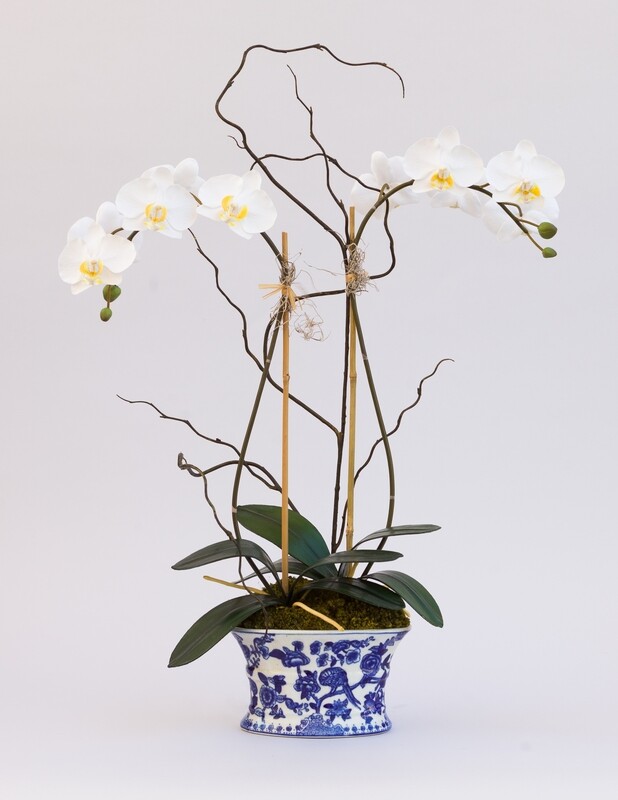 Double Medium Phalaenopsis in a Blue and White Oval Vase