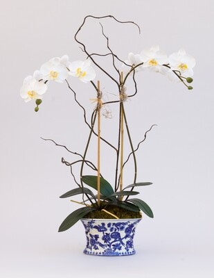 Double Medium Phalaenopsis in a Blue and White Oval Vase Double Medium Phalaenopsis in a Blue and White Oval Vase