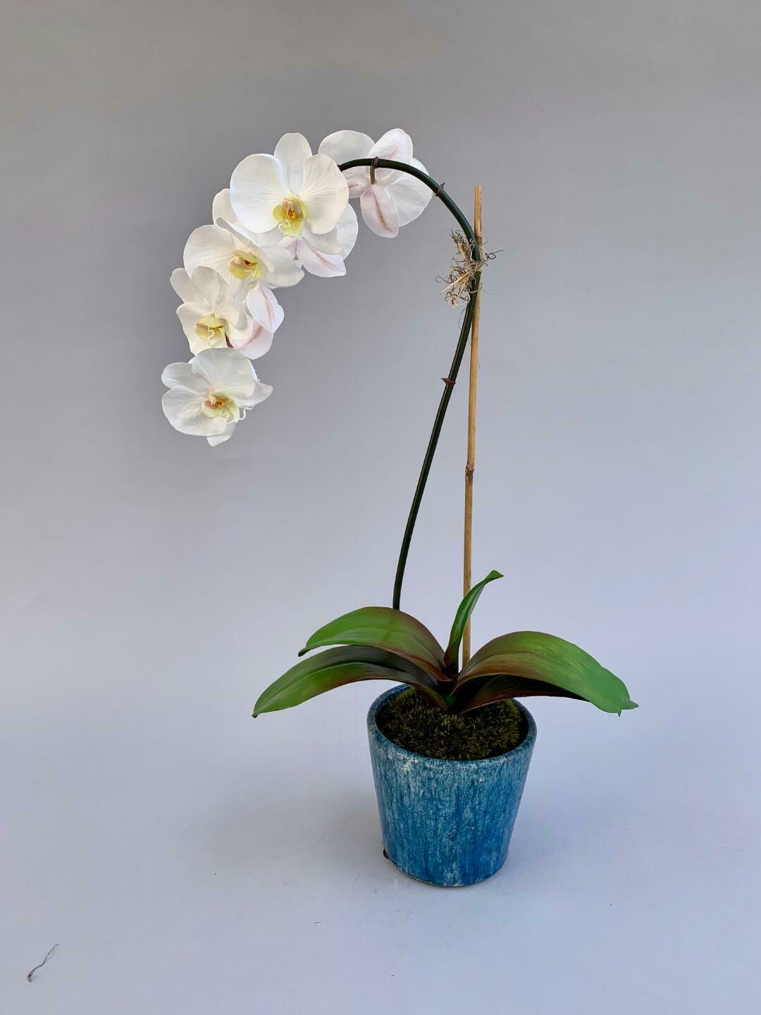 Elegant phalaenopsis in a sky blue ceramic