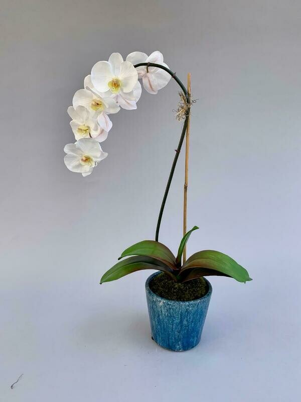 Elegant phalaenopsis in a sky blue ceramic