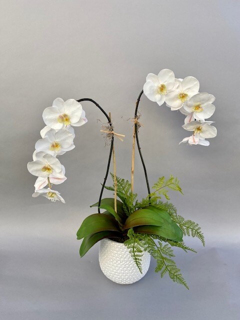 Double elegant phalaenopsis orchid with fern in a white ceramic