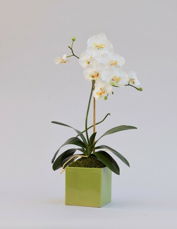 Budding phalaenopsis orchid in a square ceramic