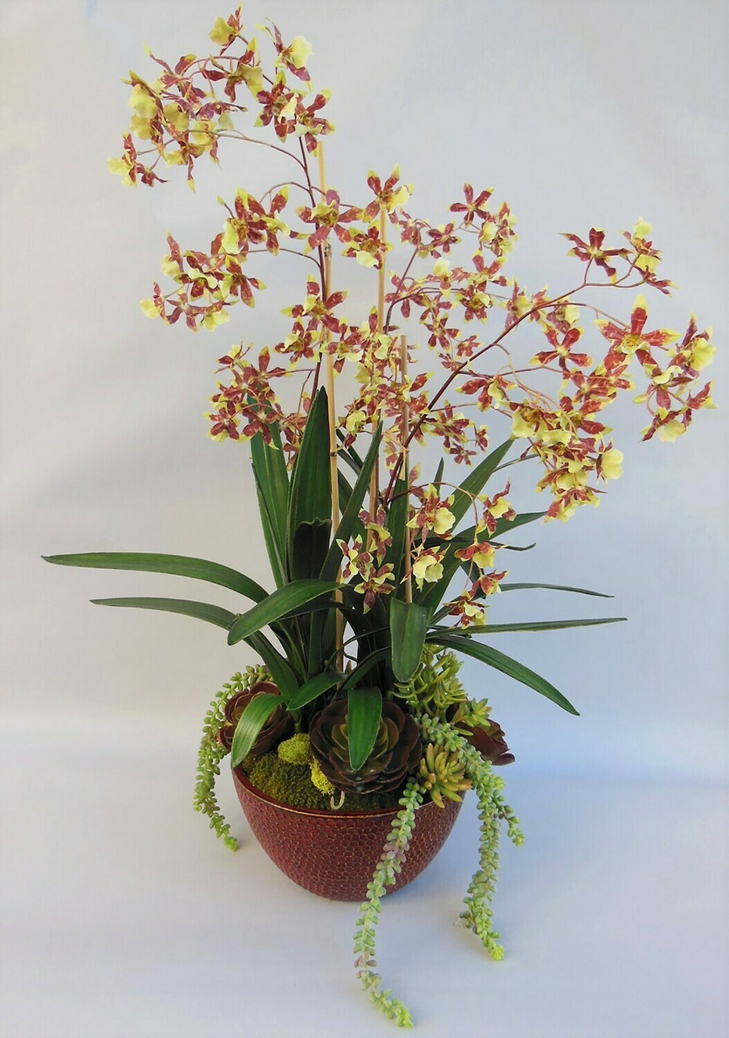 Dancing oncidium orchids with mixed succulents in a red ceramic